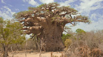 Valahantsaka resort Madagascar - Baobab unici in tutto il mondo