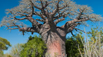 Valahantsaka resort Madagascar - Baobab unique around the world