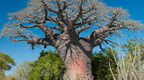 Valahantsaka resort Madagascar - les Baobab unique au monde