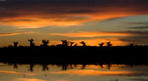 Valahantsaka resort Madagascar - Baobab al tramonto